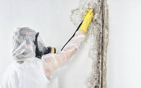 Trusted San Dimas, CA Mold Removal & Remediation Experts